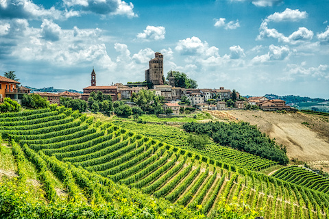 nebbiolo 2